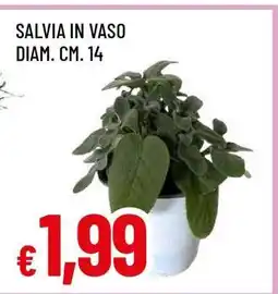Famila SALVIA IN VASO offerta