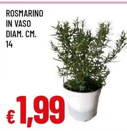 Famila Rosmarino in vaso offerta