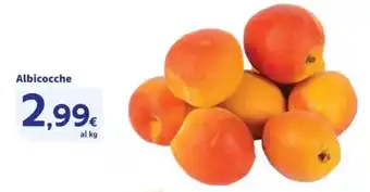 Sigma Albicocche offerta