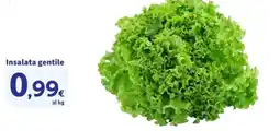 Sigma Insalata gentile offerta
