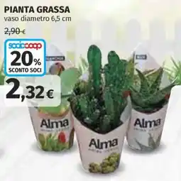 Ipercoop Pianta grassa offerta