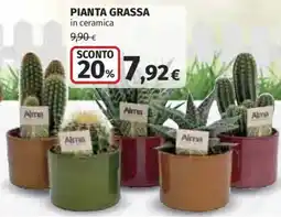 Ipercoop Pianta grassa offerta