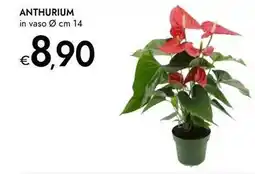 Bennet Anthurium offerta