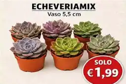 D'Italy Echeveriamix offerta