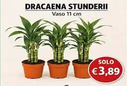 D'Italy Dracaena stunderii offerta