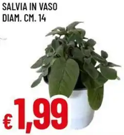 A&O Salvia in vaso diam. cm. 14 offerta