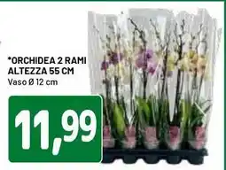 DPiù Orchidea 2 rami altezza offerta