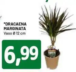 DPiù Dracaena marginata offerta