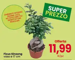 Eurospar Ficus Ginseng offerta
