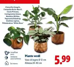 Lidl Piante verdi offerta