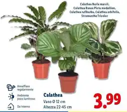 Lidl CALATHEA offerta