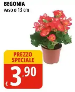 Tigros Begonia offerta