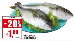 Il Gigante RICCIOLA OCEANICA offerta