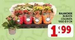Deco Supermercati Kalanchoe in busta colorata offerta