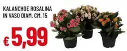 Galassia Kalanchoe rosalina in vaso diam. cm. 15 offerta