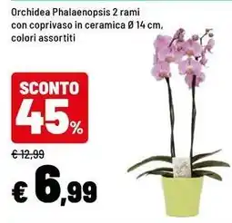 Iper La Grande Orchidea Phalaenopsis 2 rami con coprivaso in ceramica 0.14 cm offerta