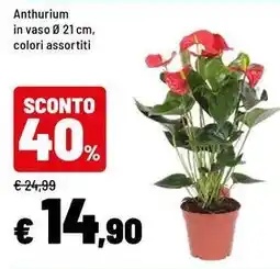 Iper La Grande Anthurium in vaso 21 cm offerta