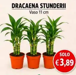 èccoMI Dracaena stunderii offerta