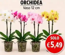 èccoMI Orchidea offerta