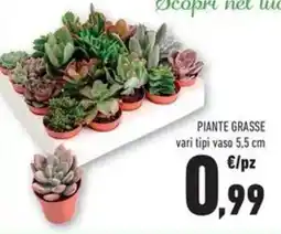 Conad Superstore Piante grasse offerta