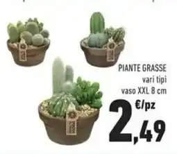 Conad Superstore Piante grasse offerta