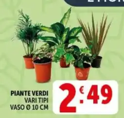 Deco Supermercati PIANTE VERDI offerta