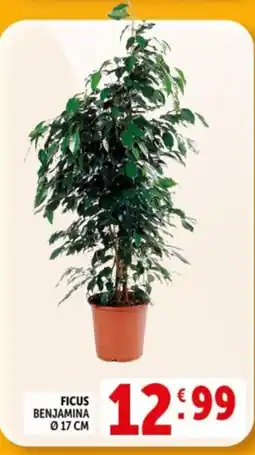 Deco Supermercati FICUS BENJAMINA offerta