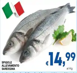 DEM SPIGOLE ALLEVAMENTO SARDEGNA offerta