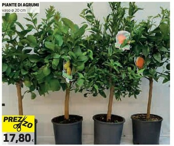 Ipercoop Piante di agrumi offerta