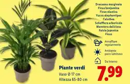 Lidl Piante verdi offerta