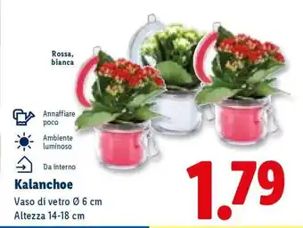 Lidl Kalanchoe offerta