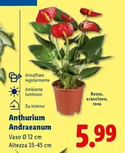 Lidl Anthurium Andreanum offerta