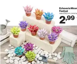 In'S Mercato Echeveria Miran Festival offerta