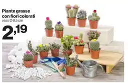 In'S Mercato Piante grasse con fiori colorati offerta