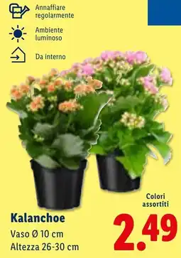 Lidl Kalanchoe offerta