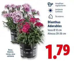 Lidl Dianthus Adorables offerta