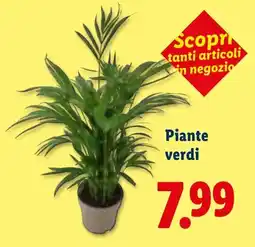 Lidl Piantine verdi offerta