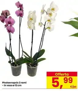 Interspar Phalaenopsis 2 rami offerta