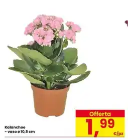 Interspar Kalanchoe offerta