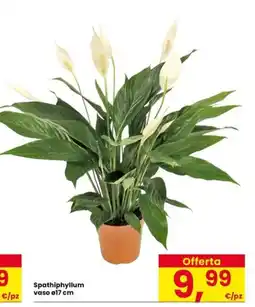 Interspar Spathiphyllum offerta