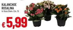 IperFamila KALANCHOE ROSALINA offerta