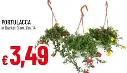 Galassia Portulacca offerta