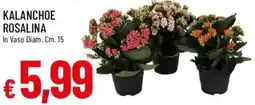 Galassia Kalanchoe rosalina offerta