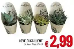 Galassia Love succulent offerta