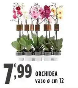 Rossotono Carrefour Orchidea offerta