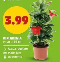 PENNY DIPLADENIA offerta
