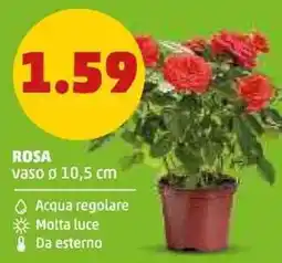 PENNY ROSA offerta