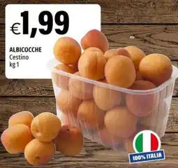 Hurrà ALBICOCCHE Cestino offerta