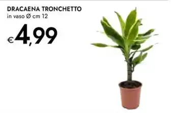 Bennet DRACAENA TRONCHETTO offerta