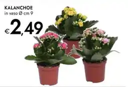 Bennet KALANCHOE offerta
